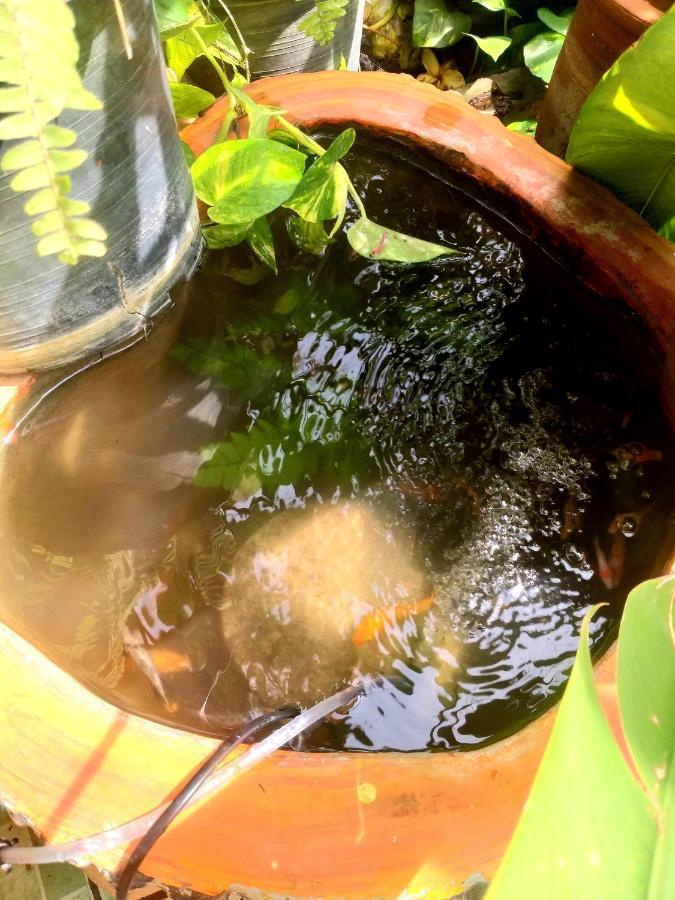 Srikrung Guesthouse Phra Nakhon Si Ayutthaya Dış mekan fotoğraf
